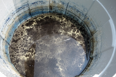 藍建て７日目、すくも５日目