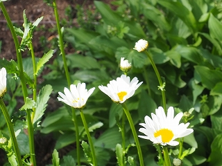 ６月は金土日の営業です